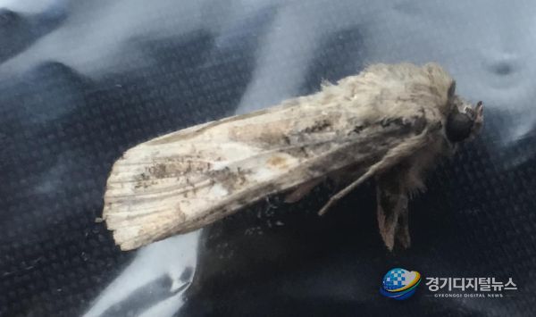 열대거세미나방(2022)