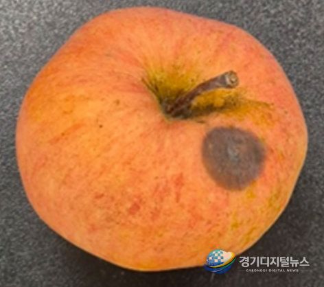 사과 탄저병