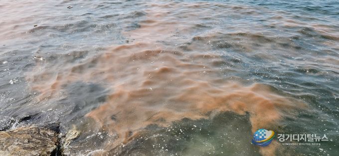 안산 시화나래휴게소 인근 야광충 집적 현황