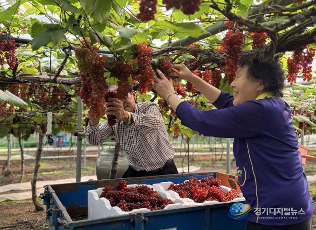 대전시, 씨없는 ‘델라웨어’ 포도 전국 첫 출하